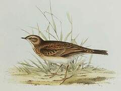 Richard's Pipit