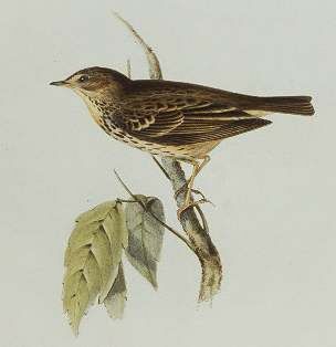 Tree Pipit