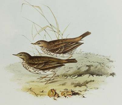 Meadow Pipit