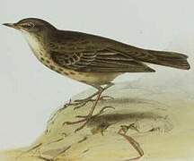 European Rock Pipit