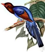 Sri Lanka Blue Magpie