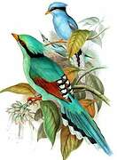 Common Green Magpie