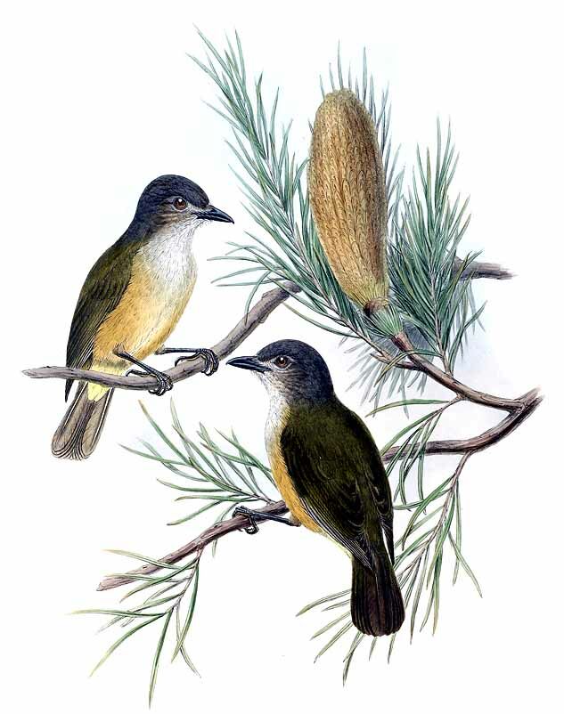 Arafura Shrikethrush