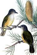 Little Shrikethrush