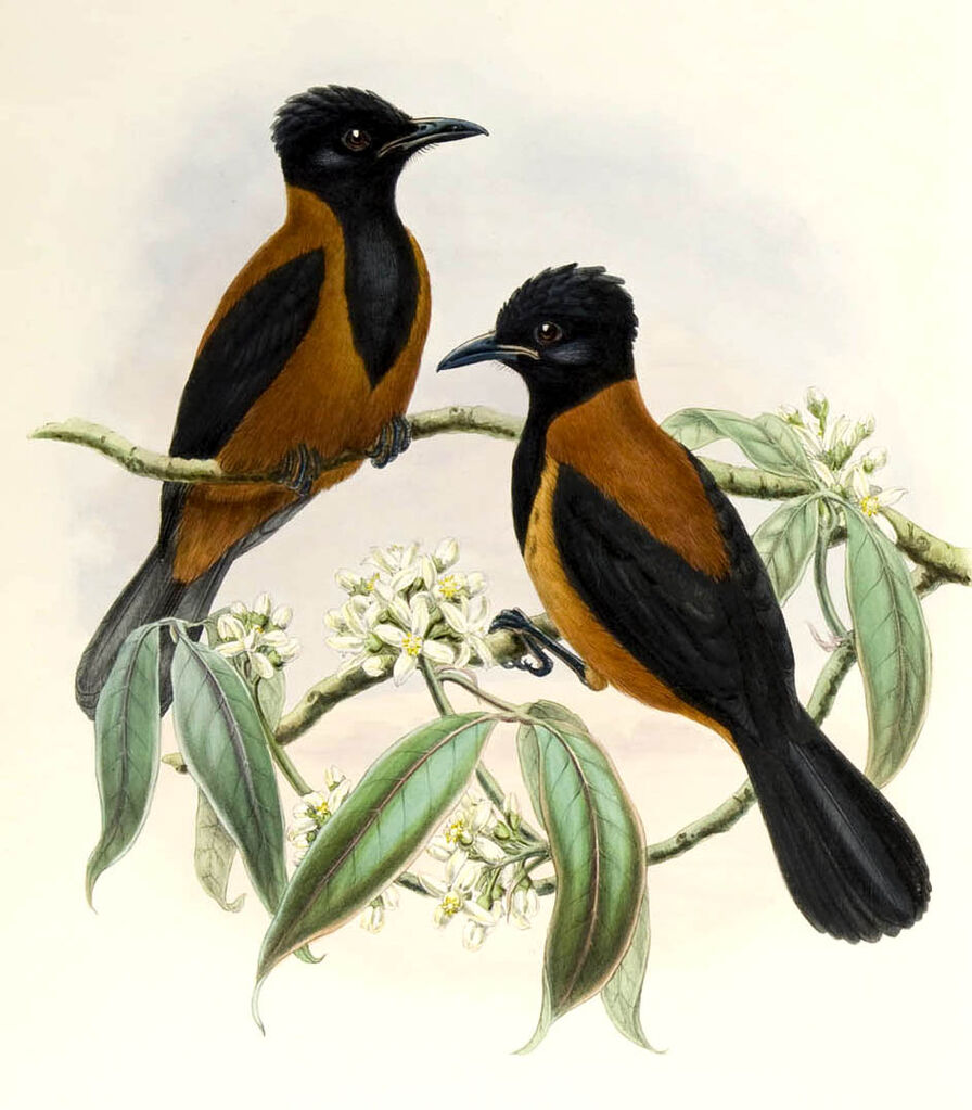 Northern Variable Pitohui