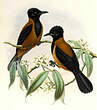 Pitohui variable