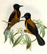 Northern Variable Pitohui