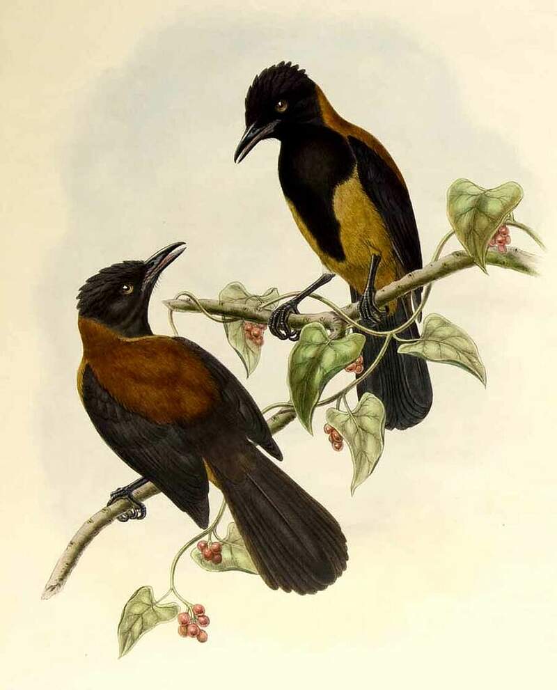 Pitohui variable jogo143503