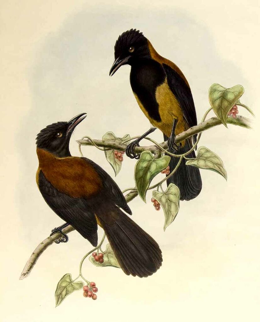 Northern Variable Pitohui