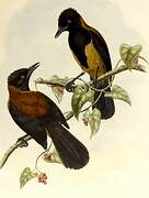 Northern Variable Pitohui