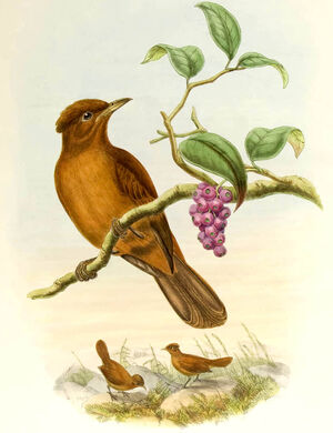 Northern Variable Pitohui - Pitohui kirhocephalus