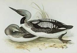 Black-throated Loon