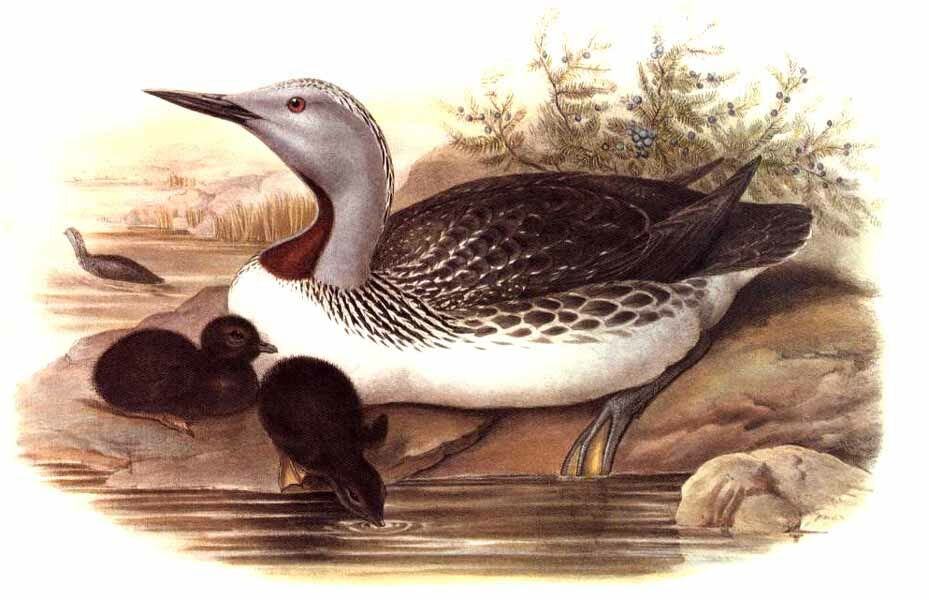 Red-throated Loon