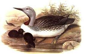 Red-throated Loon