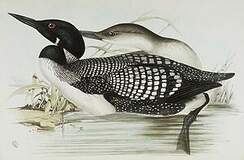 Gaviiformes