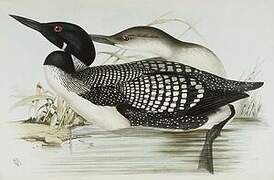 Common Loon