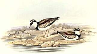 Black-fronted Dotterel