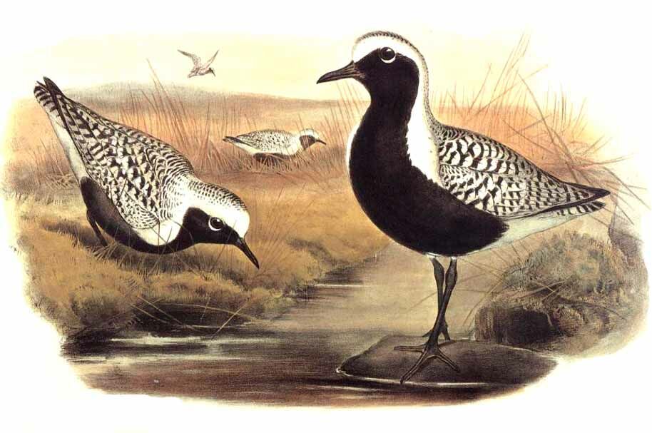 Grey Plover