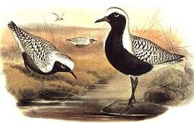 Grey Plover