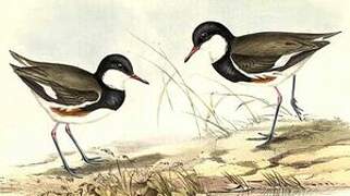 Red-kneed Dotterel