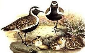 European Golden Plover