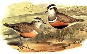 Eurasian Dotterel