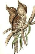 Tawny Frogmouth