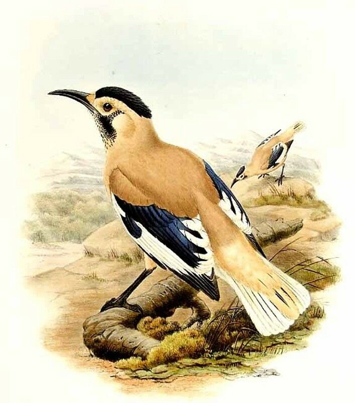 Biddulph's Ground Jay