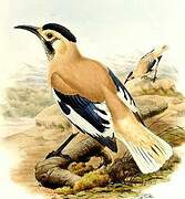 Xinjiang Ground Jay