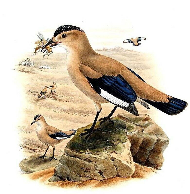 Henderson's Ground Jay