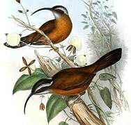 Slender-billed Scimitar Babbler