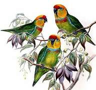 Large Fig Parrot