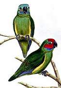 Double-eyed Fig Parrot