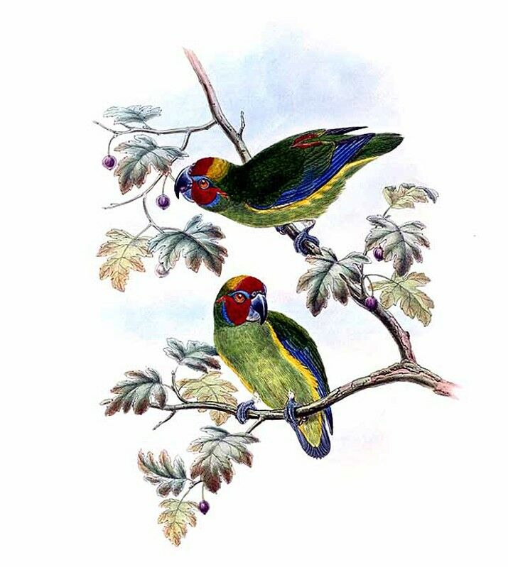 Double-eyed Fig Parrot