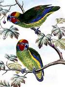 Double-eyed Fig Parrot