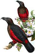 Pesquet's Parrot