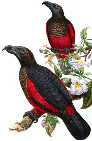 Pesquet's parrot sales