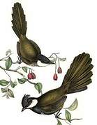 Eastern Whipbird