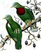 White-headed Fruit Dove