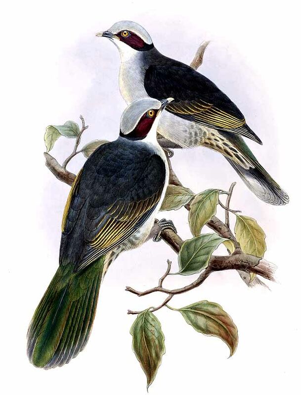 Red-eared Fruit Dove