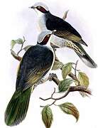 Red-eared Fruit Dove