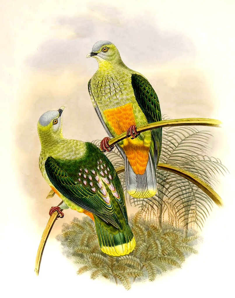 Silver-capped Fruit Dove