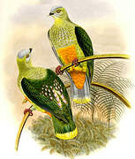 Silver-capped Fruit Dove