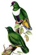 White-bibbed Fruit Dove