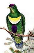 White-bibbed Fruit Dove