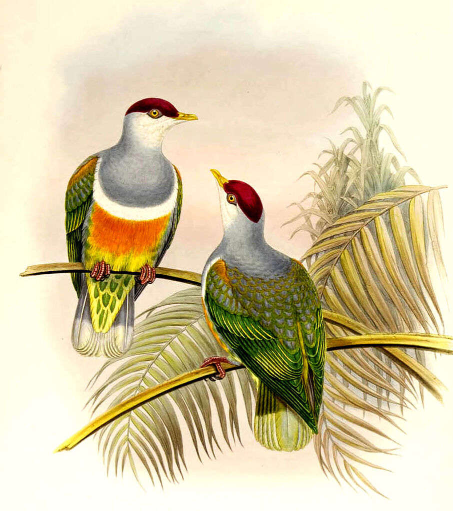 Wallace's Fruit Dove