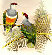 Wallace's Fruit Dove