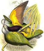 Wompoo Fruit Dove