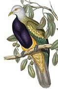 Wompoo Fruit Dove