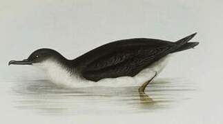 Manx Shearwater